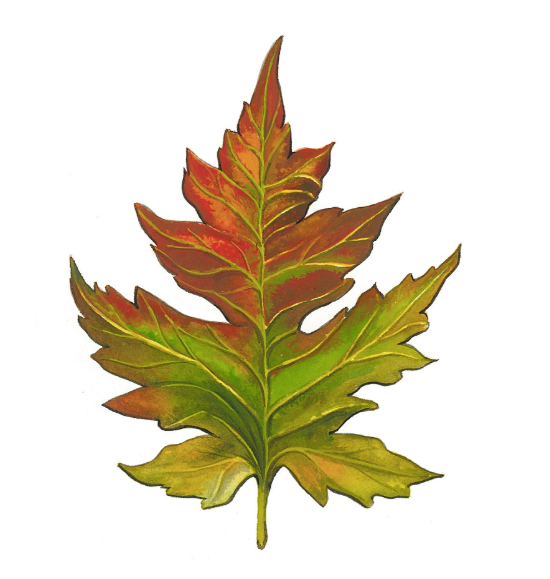 Northern Red Oak 5x7 Art Print