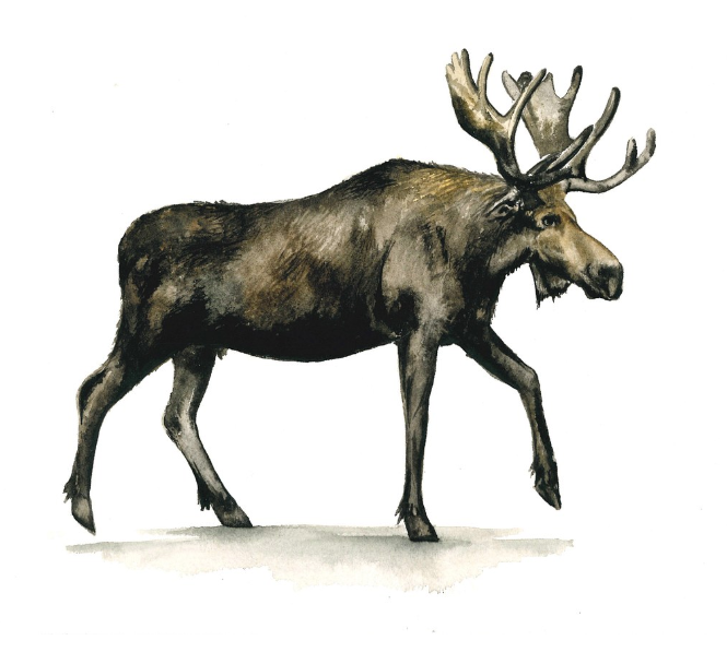 Moose 8x10 Art Print