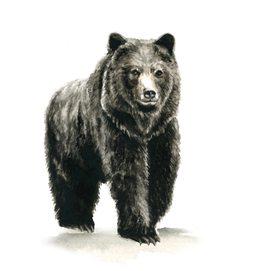 Black Bear 5x7 Art Print