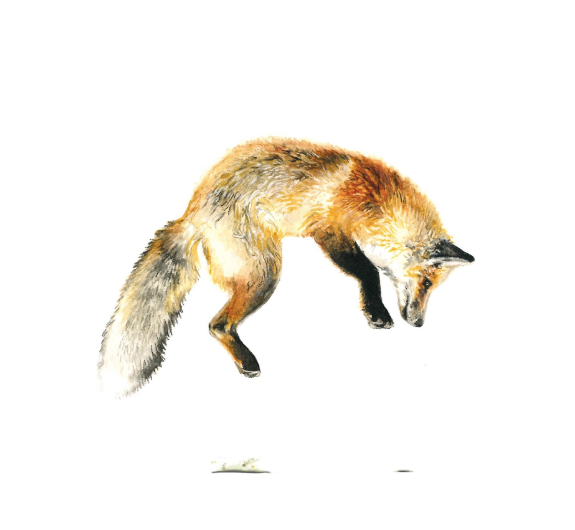Fox 5x7 Art Print