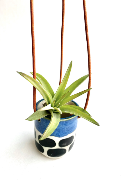 Ceramic Cup Hanging Air Plant Holder