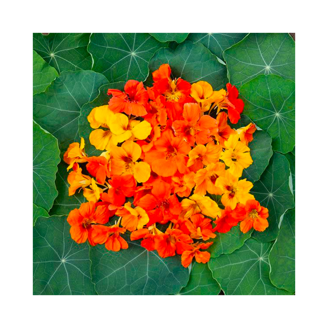 Nasturtium Blend: 1/8 OZ
