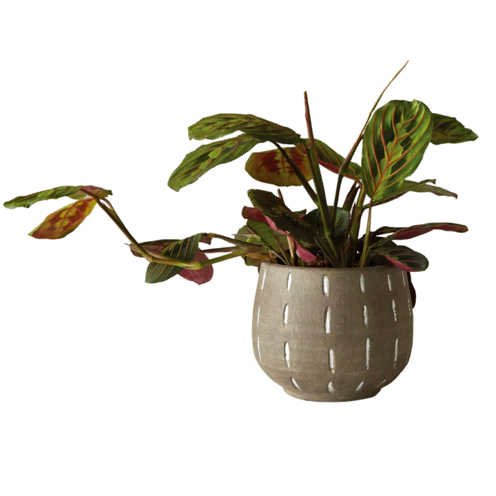 Terracotta Planter with Hand-Painted Lines