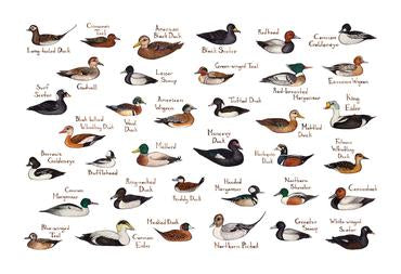 Ducks of North America