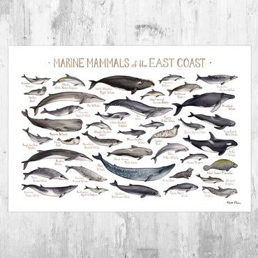 Marine Mammals of the East Coast 13x19 Print