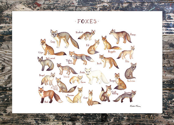 Foxes of the World 13x19 Print