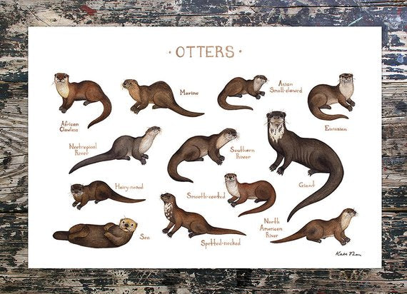 Otters of the World 13x19 Print