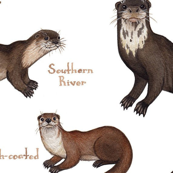 Otters of the World 13x19 Print