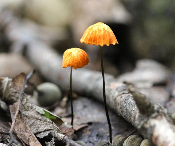 Orange Pinwheel Mushrooms