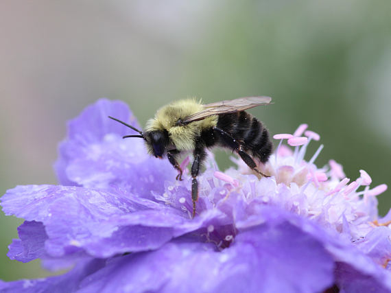 Bumble Bee on Pincushion Flower