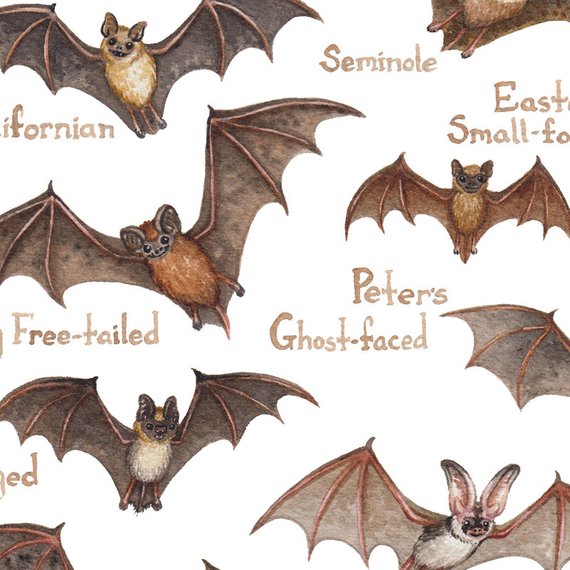 Bats of the World 13x19 Print