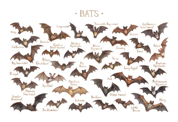 Bats of the World 13x19 Print