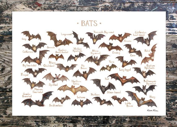 Bats of the World 13x19 Print