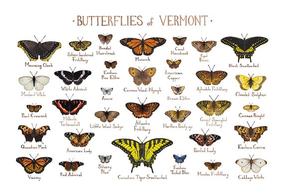 Butterflies of Vermont 13x19 Print
