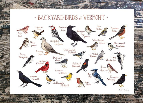 Backyard Birds of Vermont 13x19 Print