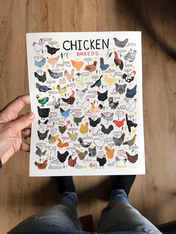 8x10 Chicken Breeds Print