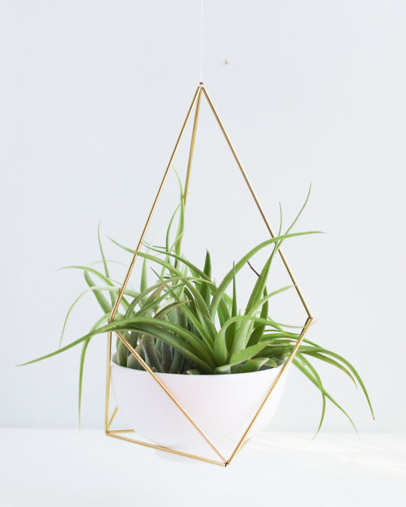 Hanging Brass Air Plant Holder 1' Leather Cord