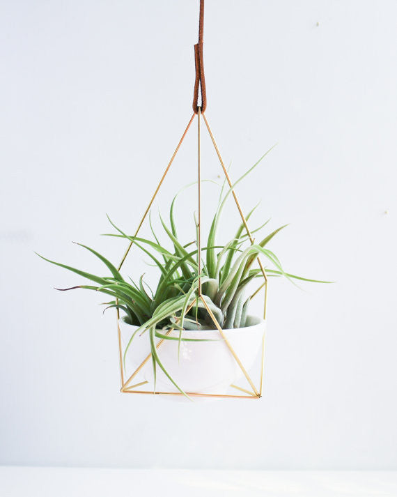 Hanging Brass Air Plant Holder 1' Leather Cord