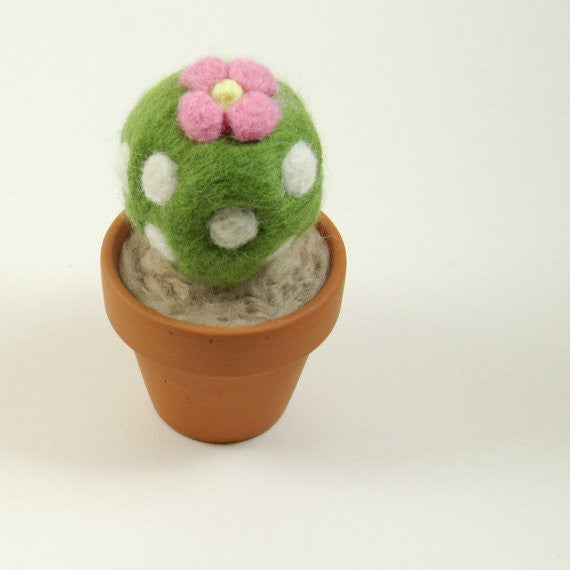 Small Flowering Cactus