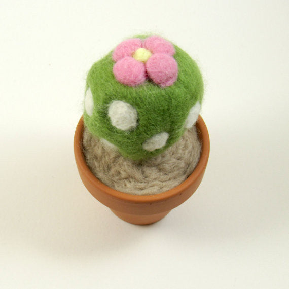 Small Flowering Cactus