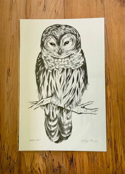 Barred Owl Print