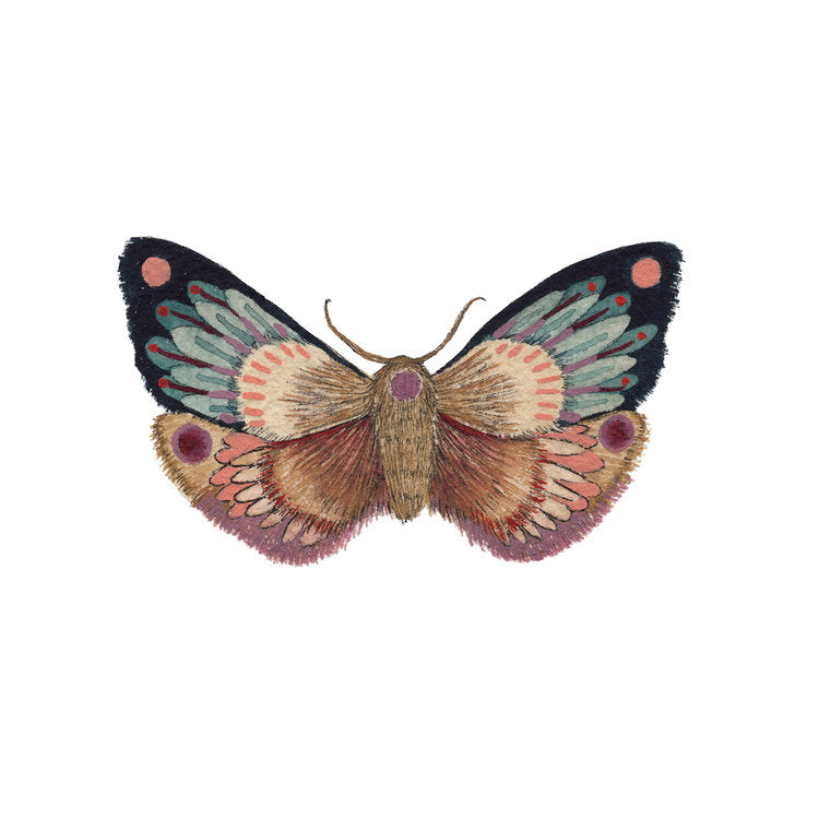Collector: Moth 10 - Art Print