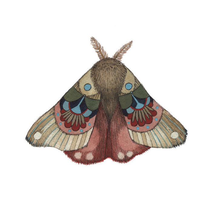 Collector: Moth 3 - Art Print