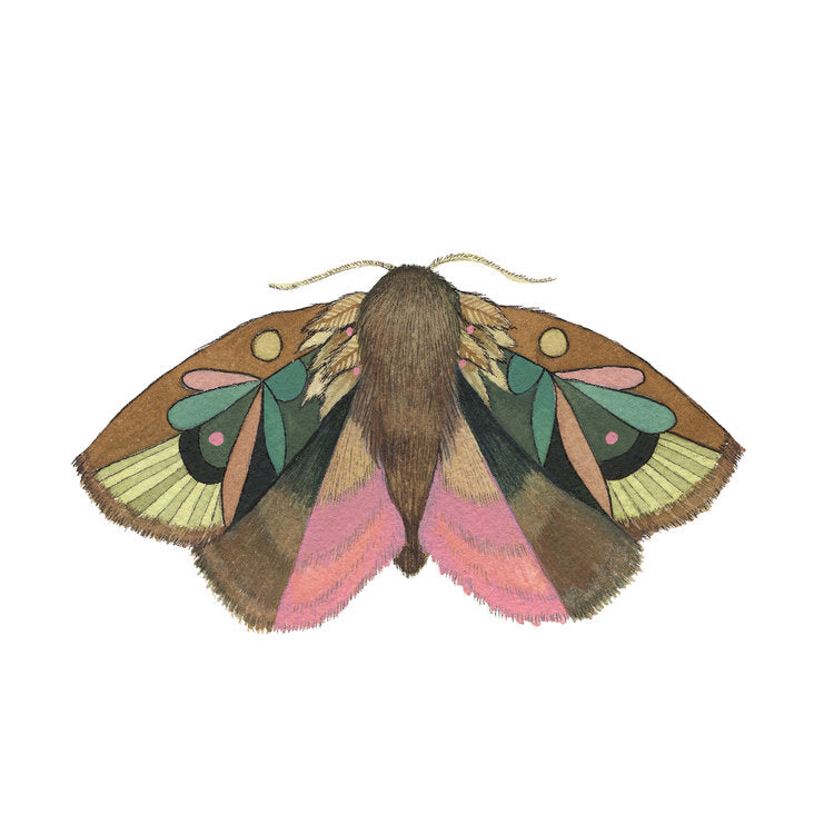 Collector: Moth 4 - Art Print