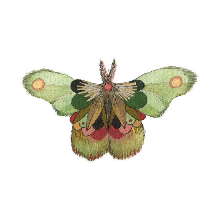 Collector: Moth 8 - Art Print