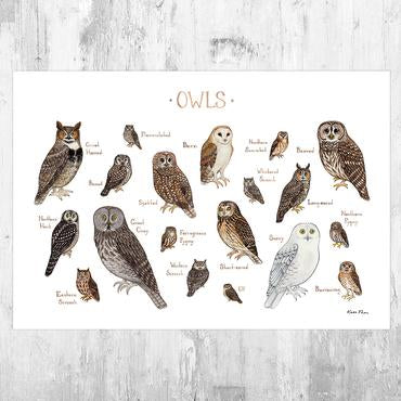 Owls of North America 13x19 Print