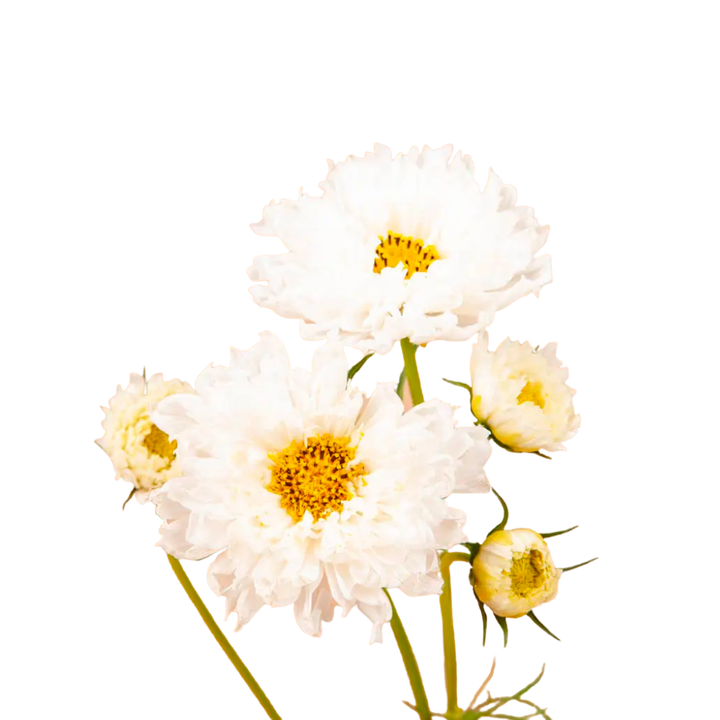 Double Click Snow Puff Cosmos Seeds