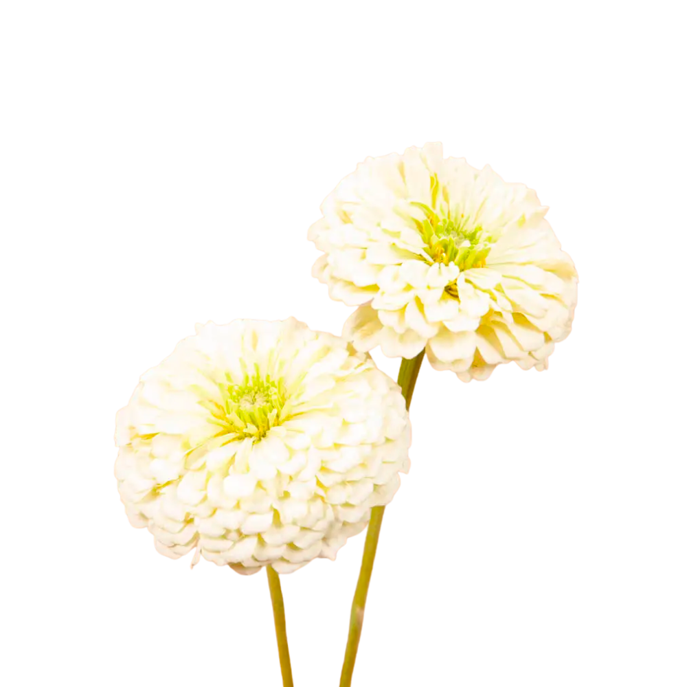Benary's Giant White Zinnia Seeds