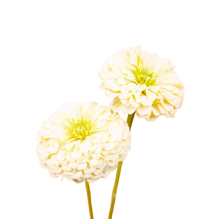 Benary's Giant White Zinnia Seeds