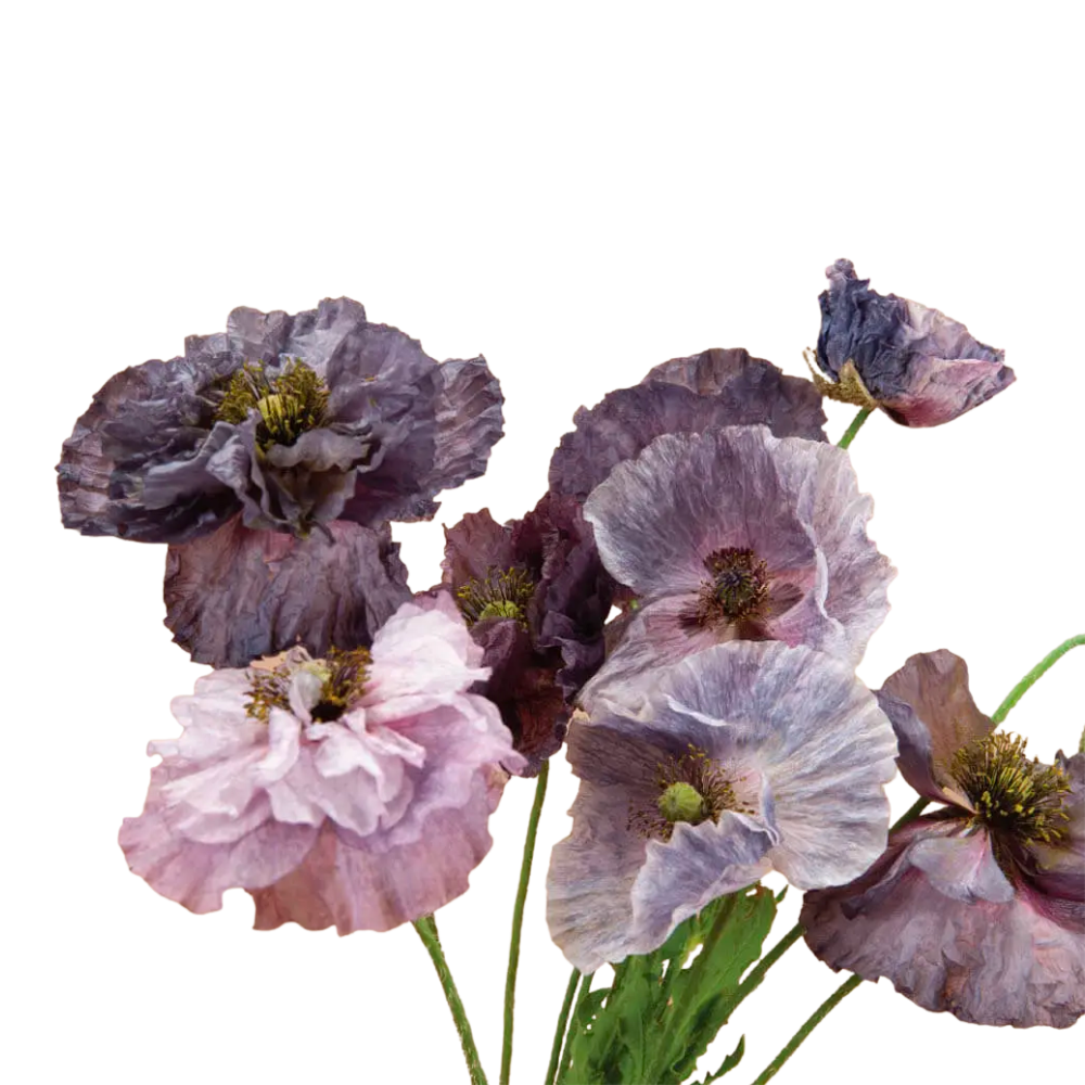 Amazing Grey Shirley Poppy Seeds