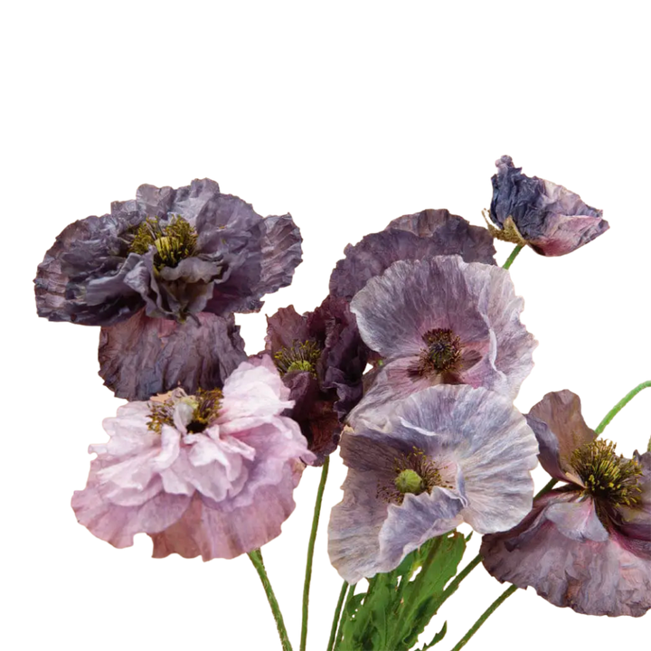 Amazing Grey Shirley Poppy Seeds