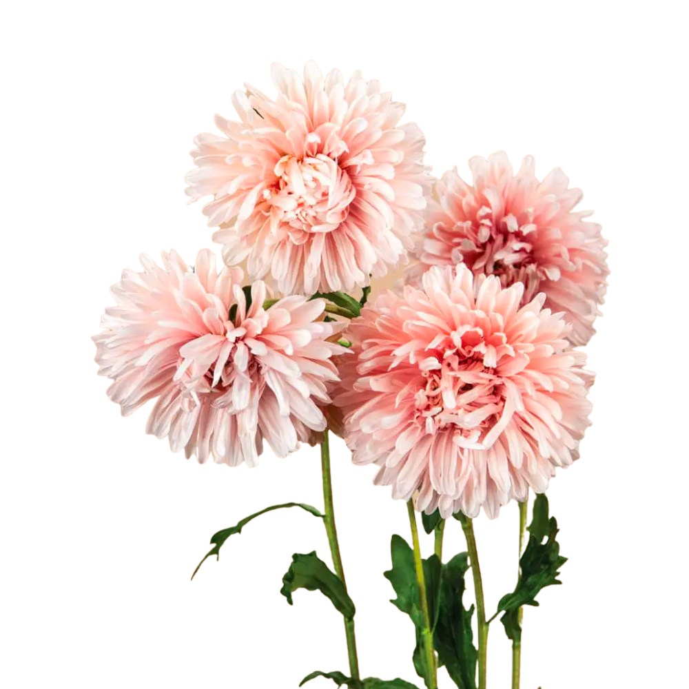 Tower Chamois Apricot Aster Seeds