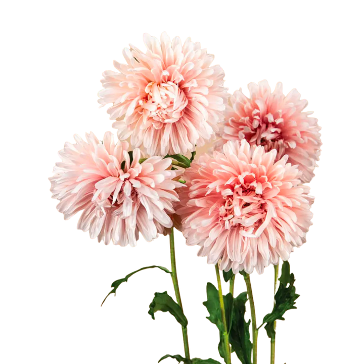 Tower Chamois Apricot Aster Seeds