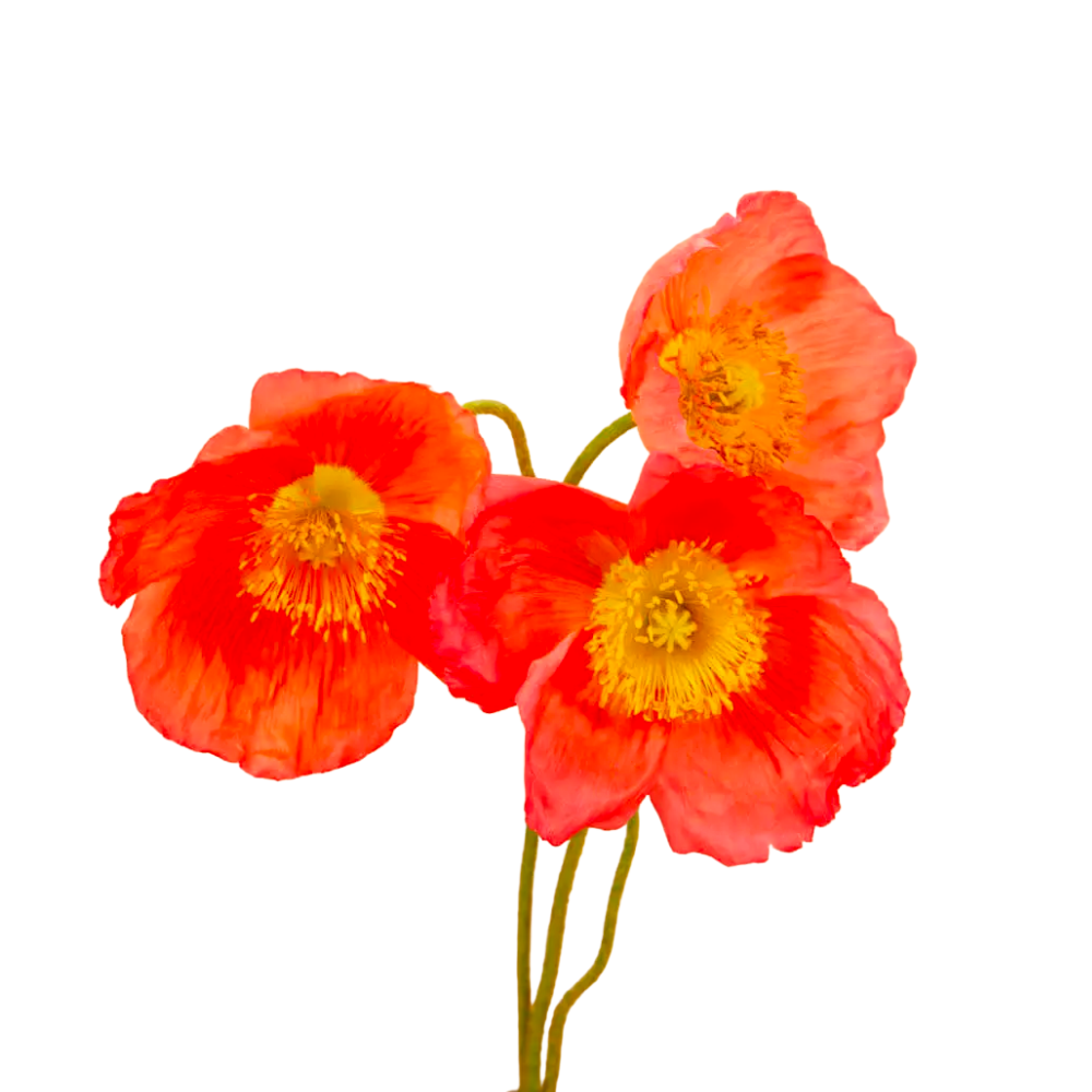 Champagne Bubbles Pink Iceland Poppy Seeds