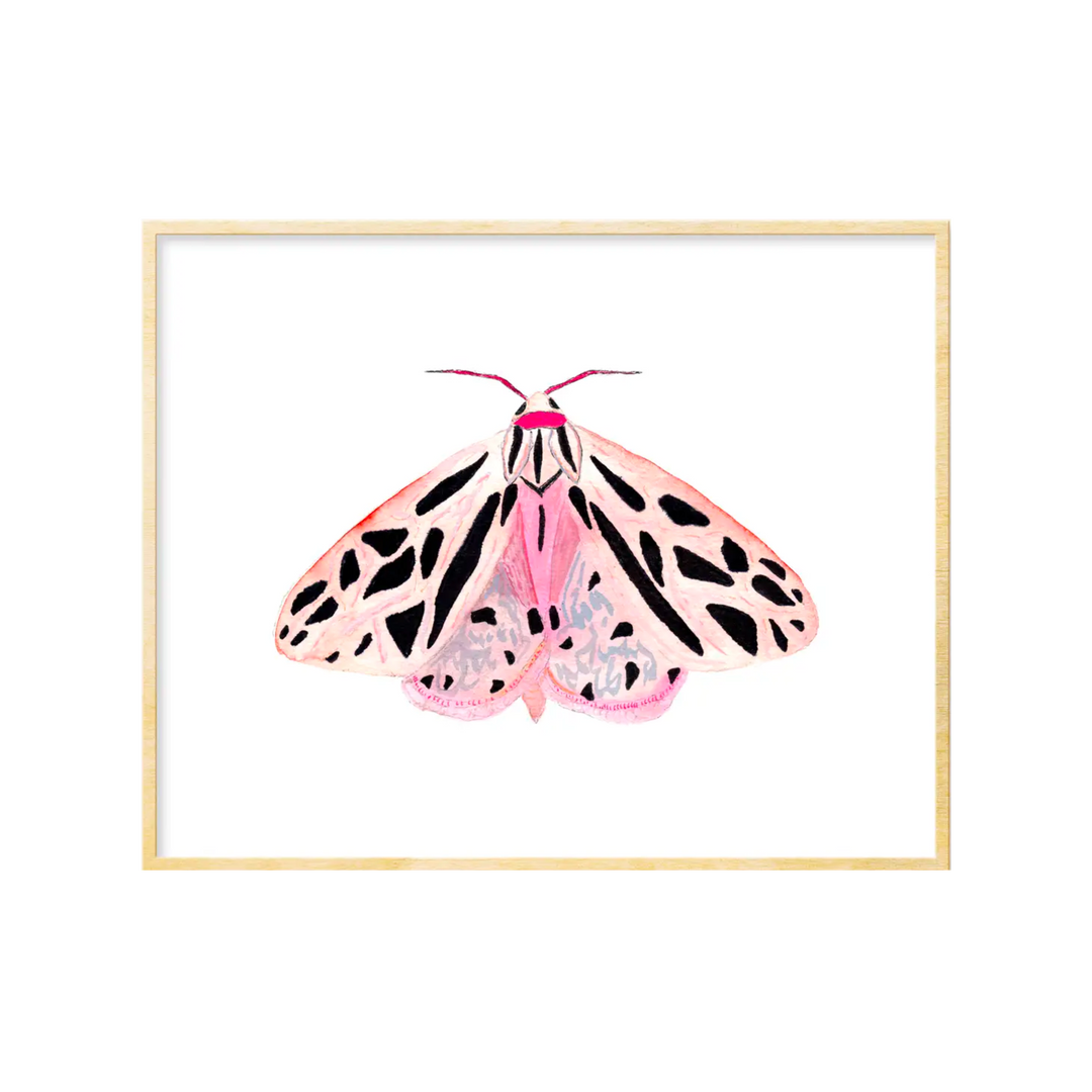 Moth #4 Art Print 8x10