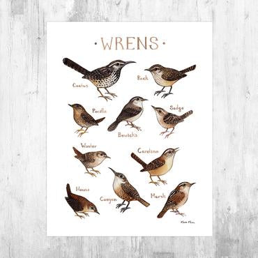 Wrens of North America 8.5x11 Print